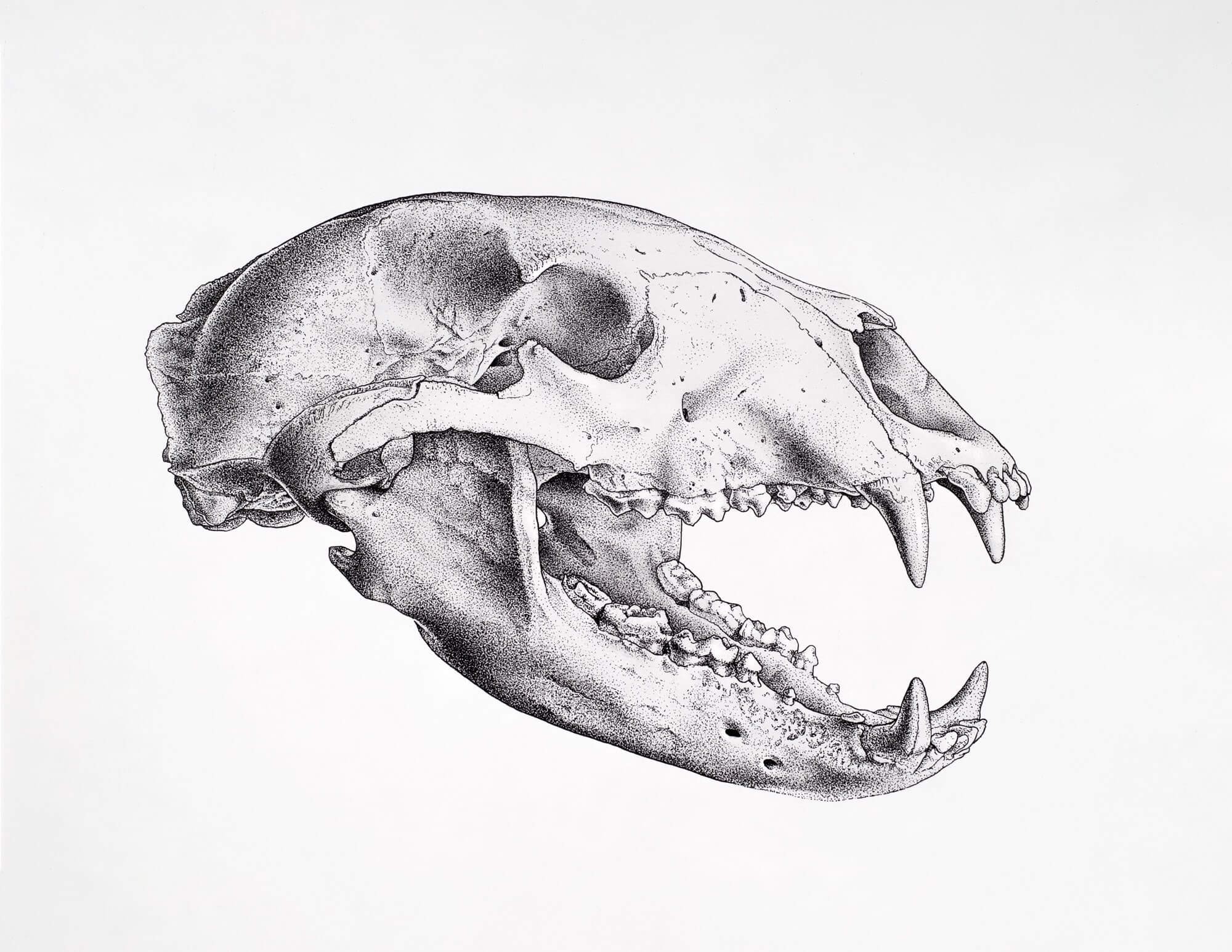 Black bear skull