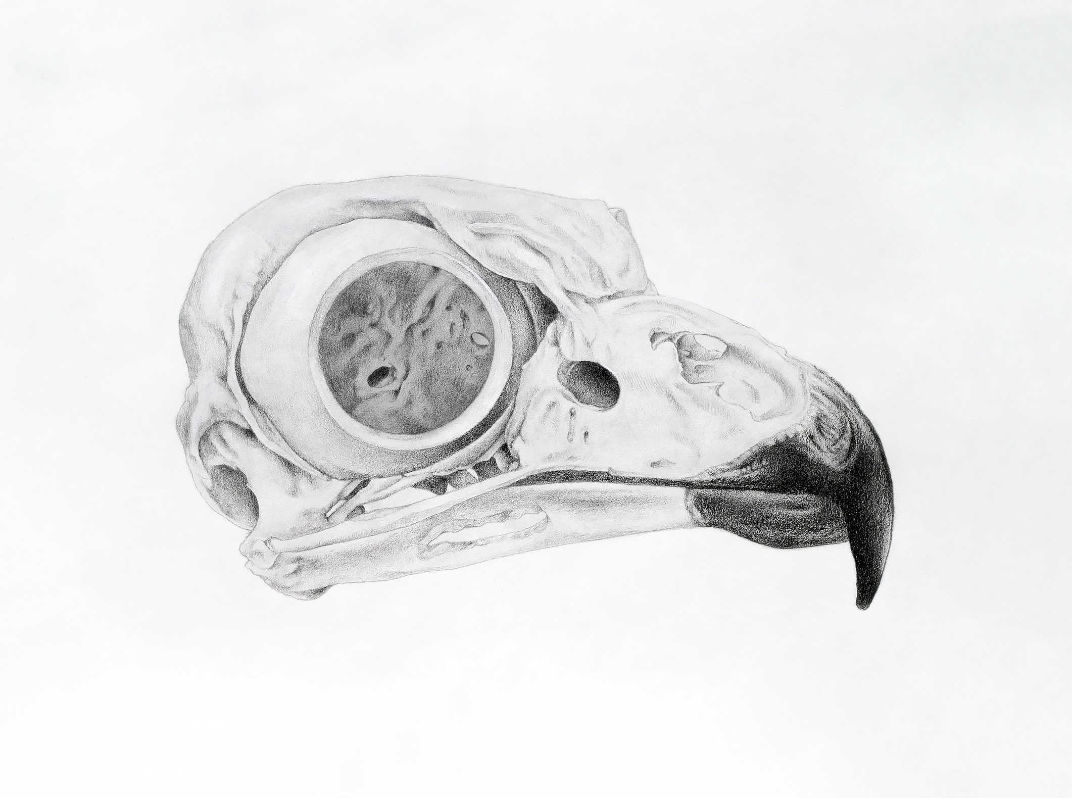 Snowy owl skull