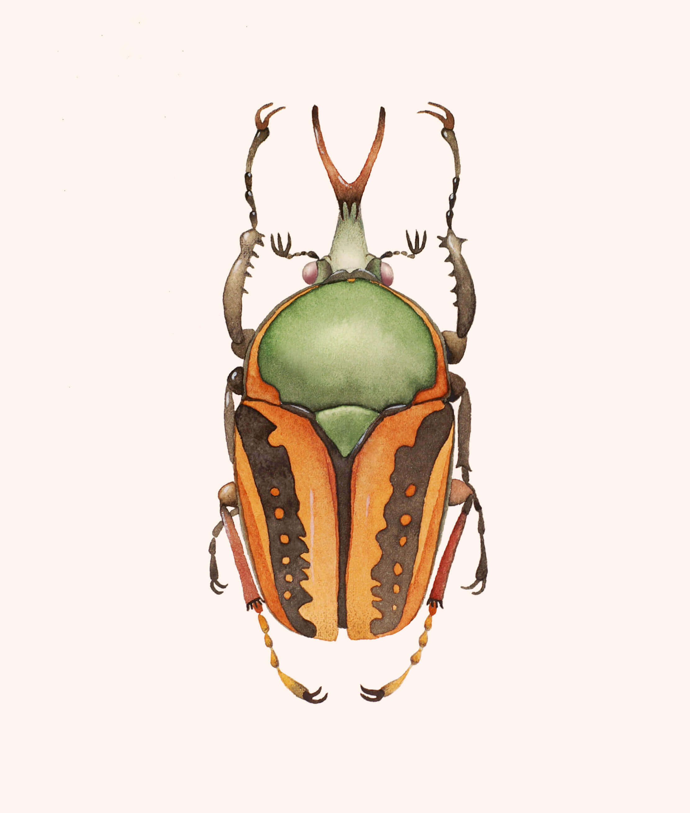 African scarab beetle