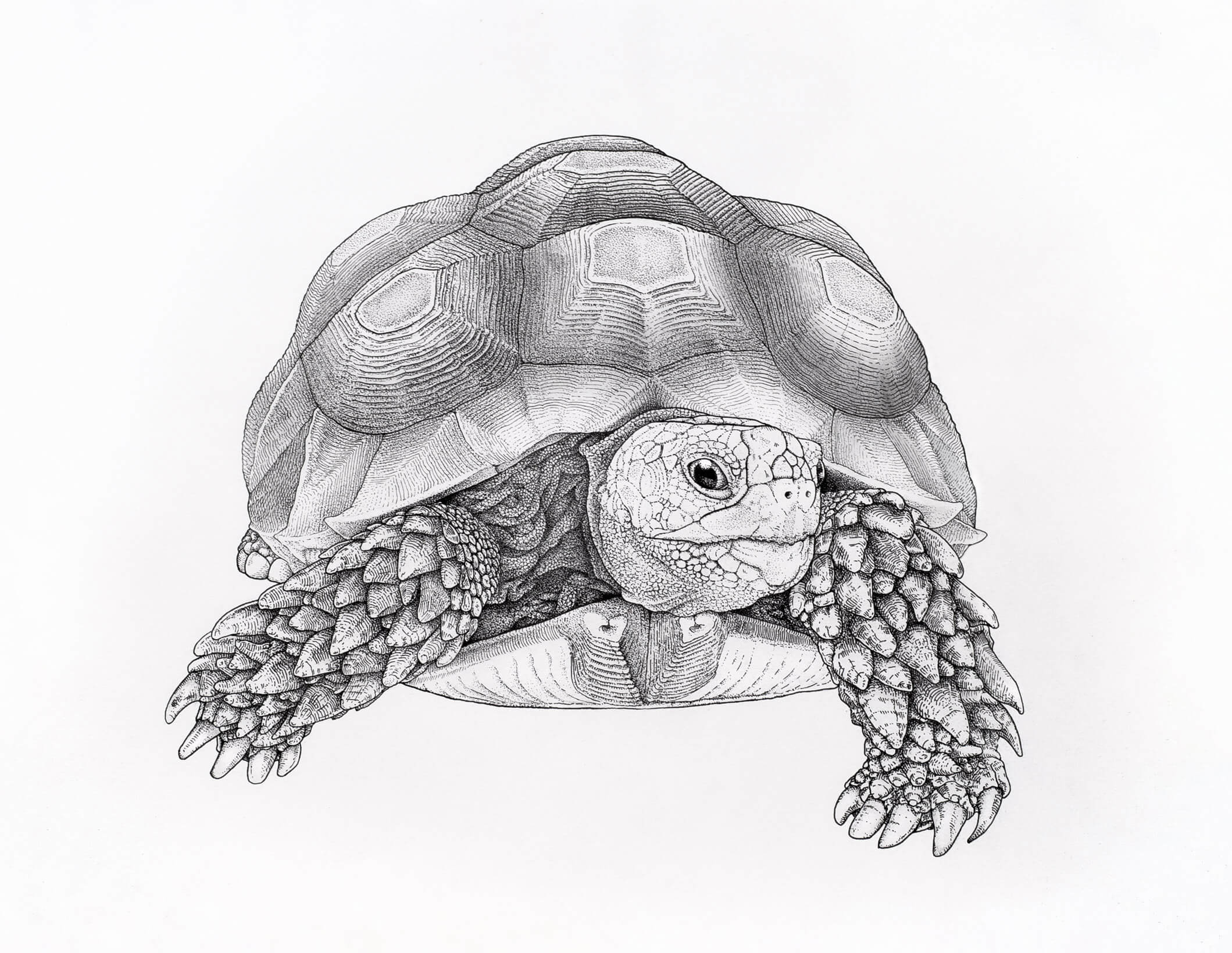 African spurred tortoise